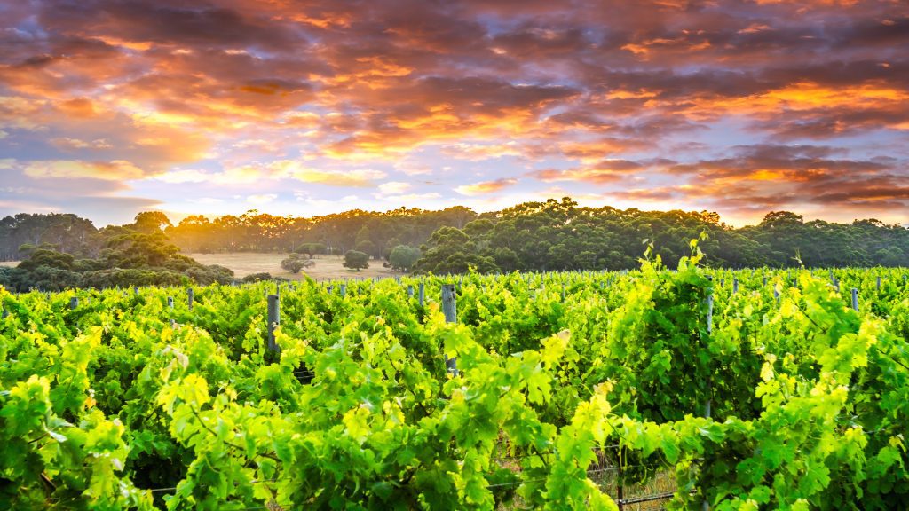 Margaret River vineyard